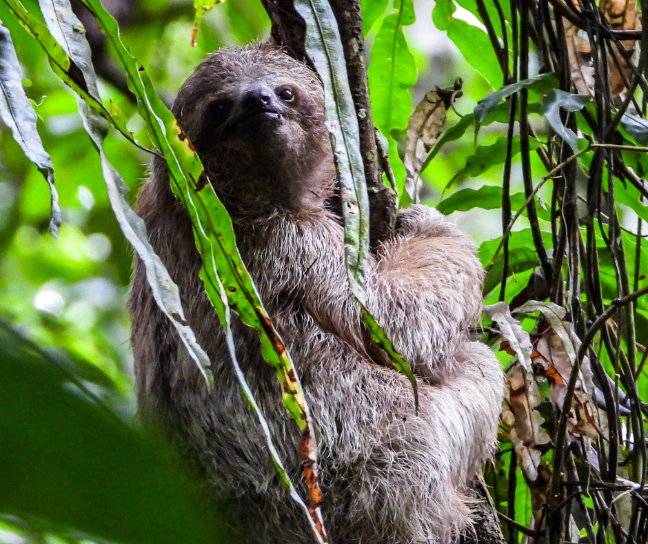 A sloth hanging from a tree branch in Costa Rica, surrounded by greenery.